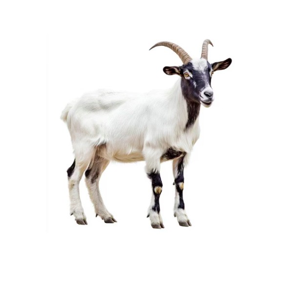 Big Goat