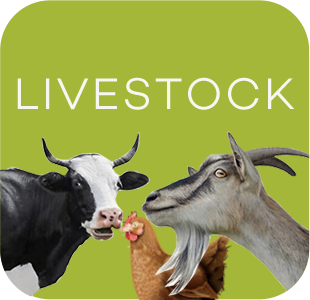 Livestock